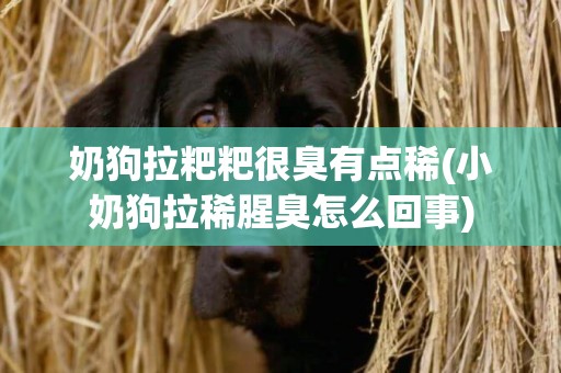 奶狗拉粑粑很臭有點稀(小奶狗拉稀腥臭怎么回事)