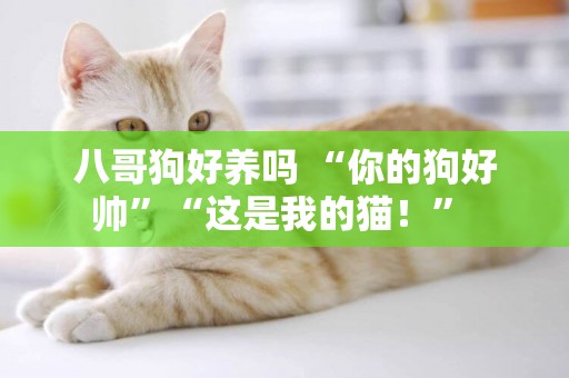 八哥狗好養嗎 “你的狗好帥”“這是我的貓！” 