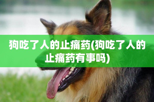 狗吃了人的止痛藥(狗吃了人的止痛藥有事嗎)