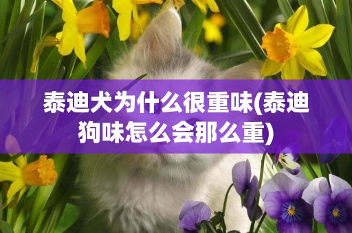 泰迪犬為什么很重味(泰迪狗味怎么會那么重)