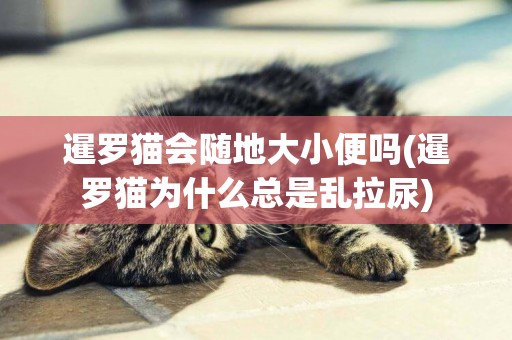 暹羅貓會隨地大小便嗎(暹羅貓為什么總是亂拉尿)