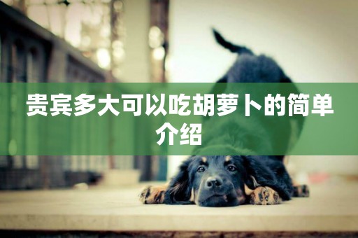 貴賓多大可以吃胡蘿卜的簡單介紹