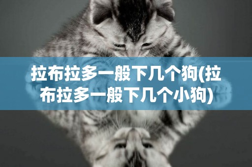 拉布拉多一般下幾個狗(拉布拉多一般下幾個小狗)