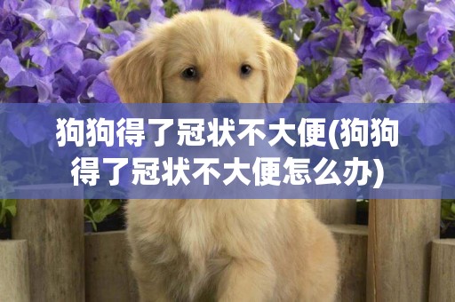 狗狗得了冠狀不大便(狗狗得了冠狀不大便怎么辦)