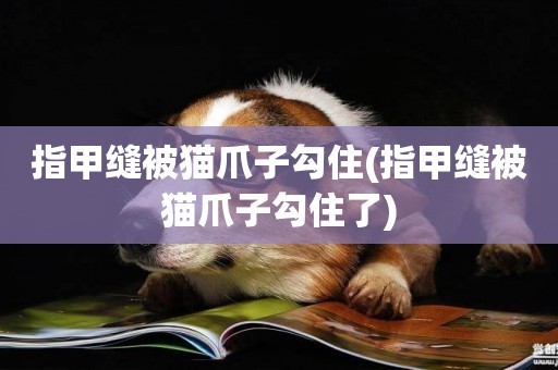 指甲縫被貓爪子勾住(指甲縫被貓爪子勾住了)