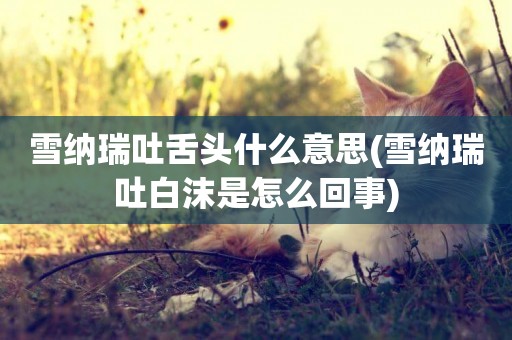 雪納瑞吐舌頭什么意思(雪納瑞吐白沫是怎么回事)