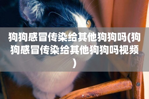 狗狗感冒傳染給其他狗狗嗎(狗狗感冒傳染給其他狗狗嗎視頻)