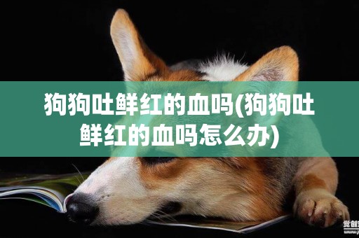 狗狗吐鮮紅的血嗎(狗狗吐鮮紅的血嗎怎么辦)