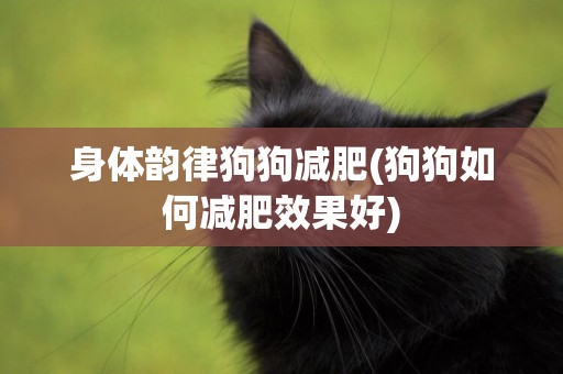 身體韻律狗狗減肥(狗狗如何減肥效果好)