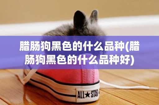 臘腸狗黑色的什么品種(臘腸狗黑色的什么品種好)