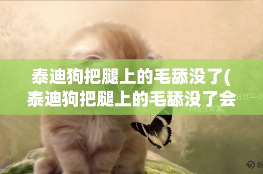 泰迪狗把腿上的毛舔沒了(泰迪狗把腿上的毛舔沒了會怎么樣)
