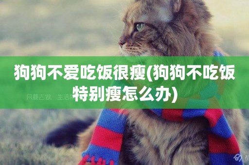 狗狗不愛吃飯很瘦(狗狗不吃飯特別瘦怎么辦)