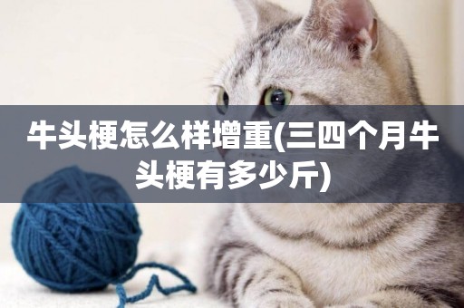 牛頭梗怎么樣增重(三四個月牛頭梗有多少斤)
