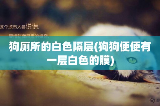 狗廁所的白色隔層(狗狗便便有一層白色的膜)