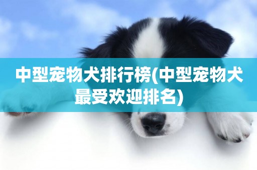 中型寵物犬排行榜(中型寵物犬最受歡迎排名)