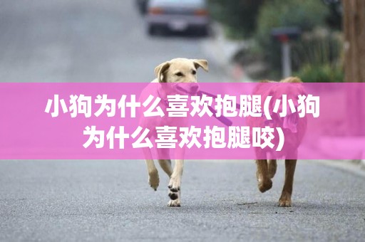 小狗為什么喜歡抱腿(小狗為什么喜歡抱腿咬)