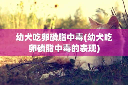 幼犬吃卵磷脂中毒(幼犬吃卵磷脂中毒的表現)