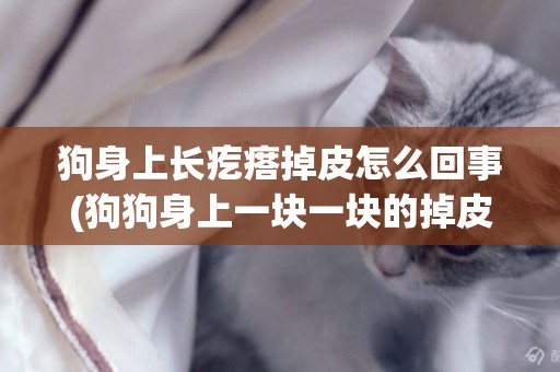 狗身上長疙瘩掉皮怎么回事(狗狗身上一塊一塊的掉皮怎么辦)