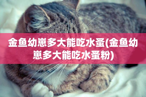 金魚幼崽多大能吃水蚤(金魚幼崽多大能吃水蚤粉)