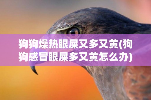 狗狗燥熱眼屎又多又黃(狗狗感冒眼屎多又黃怎么辦)