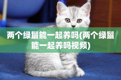 兩個綠鬣能一起養嗎(兩個綠鬣能一起養嗎視頻)