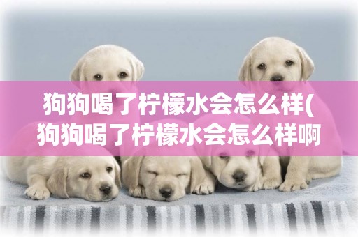 狗狗喝了檸檬水會怎么樣(狗狗喝了檸檬水會怎么樣啊)