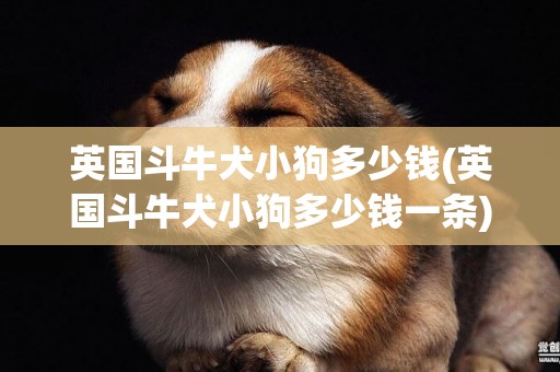 英國斗牛犬小狗多少錢(英國斗牛犬小狗多少錢一條)