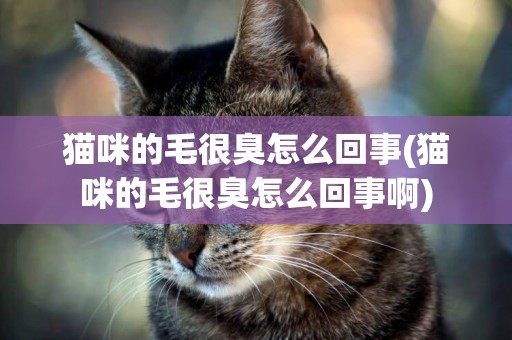 貓咪的毛很臭怎么回事(貓咪的毛很臭怎么回事啊)
