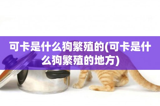 可卡是什么狗繁殖的(可卡是什么狗繁殖的地方)
