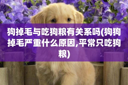 狗掉毛與吃狗糧有關系嗎(狗狗掉毛嚴重什么原因,平常只吃狗糧)