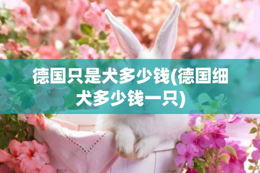 德國只是犬多少錢(德國細犬多少錢一只)