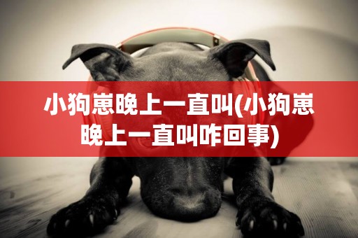 小狗崽晚上一直叫(小狗崽晚上一直叫咋回事)