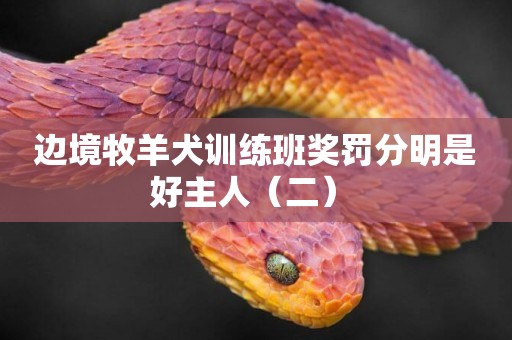 邊境牧羊犬訓練班獎罰分明是好主人（二） 