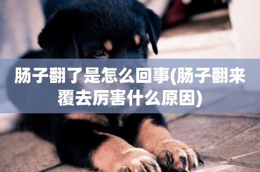 腸子翻了是怎么回事(腸子翻來覆去厲害什么原因)