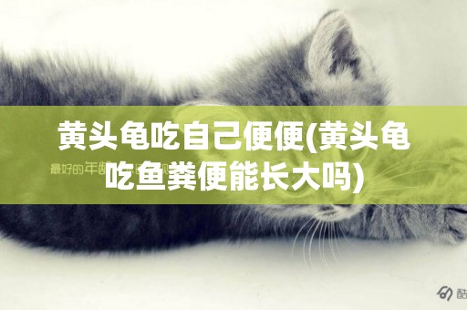 黃頭龜吃自己便便(黃頭龜吃魚糞便能長大嗎)