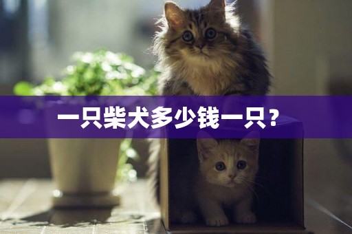 一只柴犬多少錢一只？ 