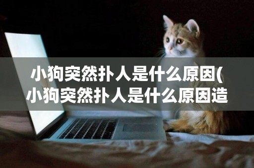 小狗突然撲人是什么原因(小狗突然撲人是什么原因造成的)