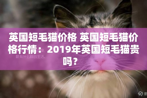 英國短毛貓價格 英國短毛貓價格行情：2019年英國短毛貓貴嗎？ 
