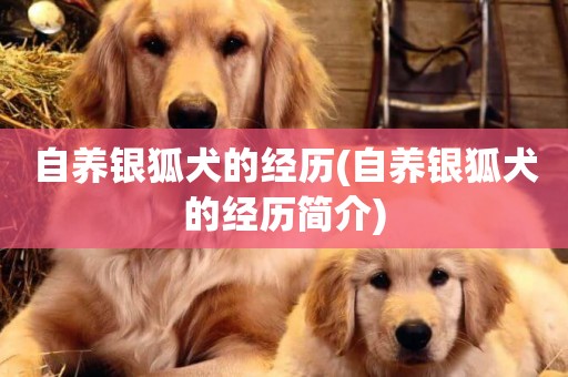 自養銀狐犬的經歷(自養銀狐犬的經歷簡介)