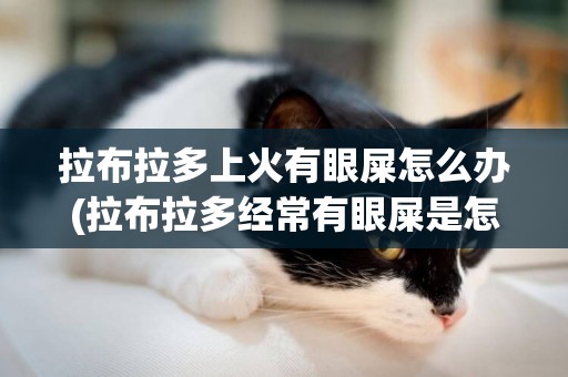 拉布拉多上火有眼屎怎么辦(拉布拉多經常有眼屎是怎么回事)