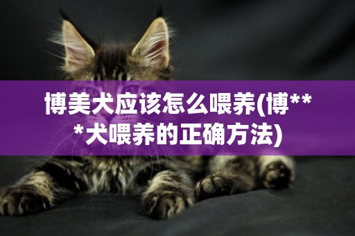 博美犬應該怎么喂養(博***犬喂養的正確方法)