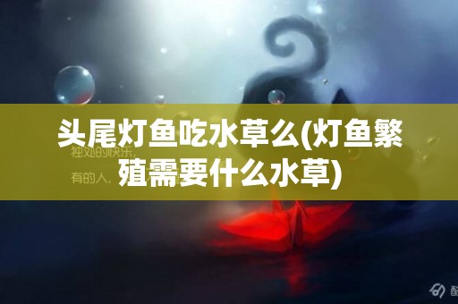 頭尾燈魚吃水草么(燈魚繁殖需要什么水草)