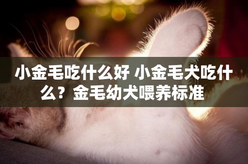 小金毛吃什么好 小金毛犬吃什么？金毛幼犬喂養標準 