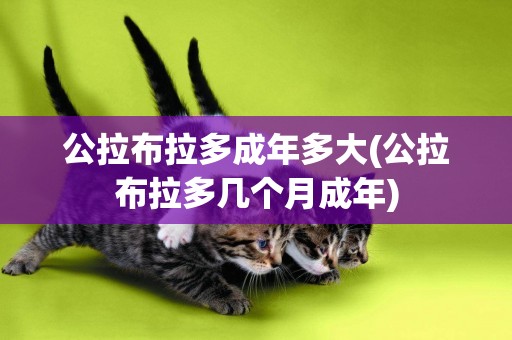 公拉布拉多成年多大(公拉布拉多幾個月成年)