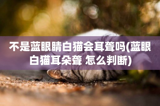 不是藍眼睛白貓會耳聾嗎(藍眼白貓耳朵聾 怎么判斷)