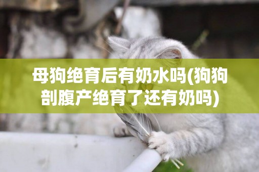 母狗絕育后有奶水嗎(狗狗剖腹產絕育了還有奶嗎)