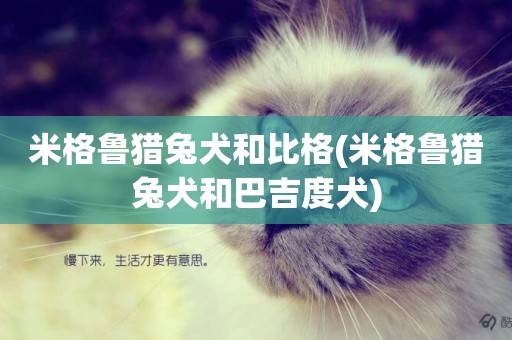 米格魯獵兔犬和比格(米格魯獵兔犬和巴吉度犬)