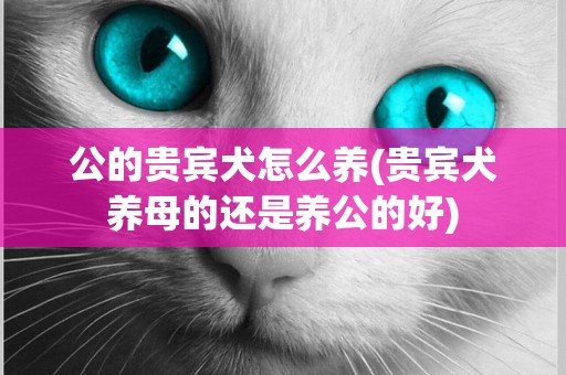 公的貴賓犬怎么養(貴賓犬養母的還是養公的好)