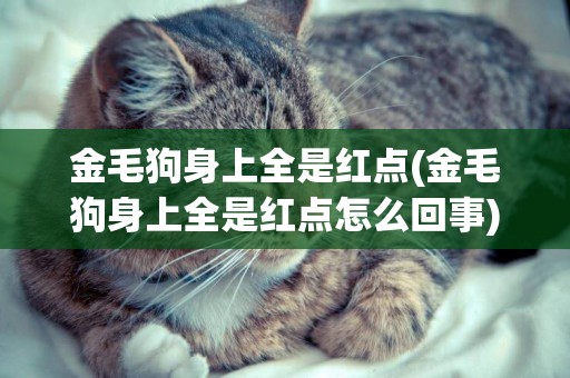 金毛狗身上全是紅點(金毛狗身上全是紅點怎么回事)