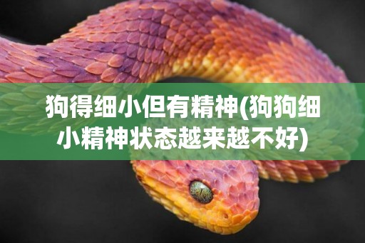 狗得細小但有精神(狗狗細小精神狀態越來越不好)
